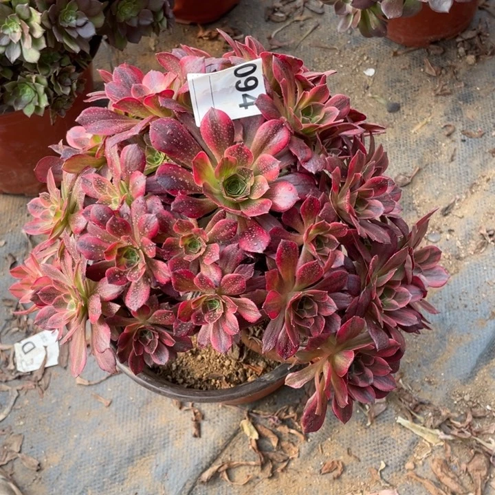 多肉安纳法师094