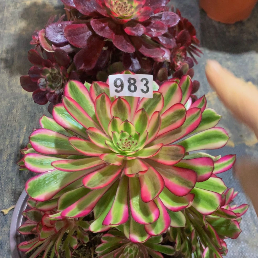 【闪购商品】983641黑金白月光多肉