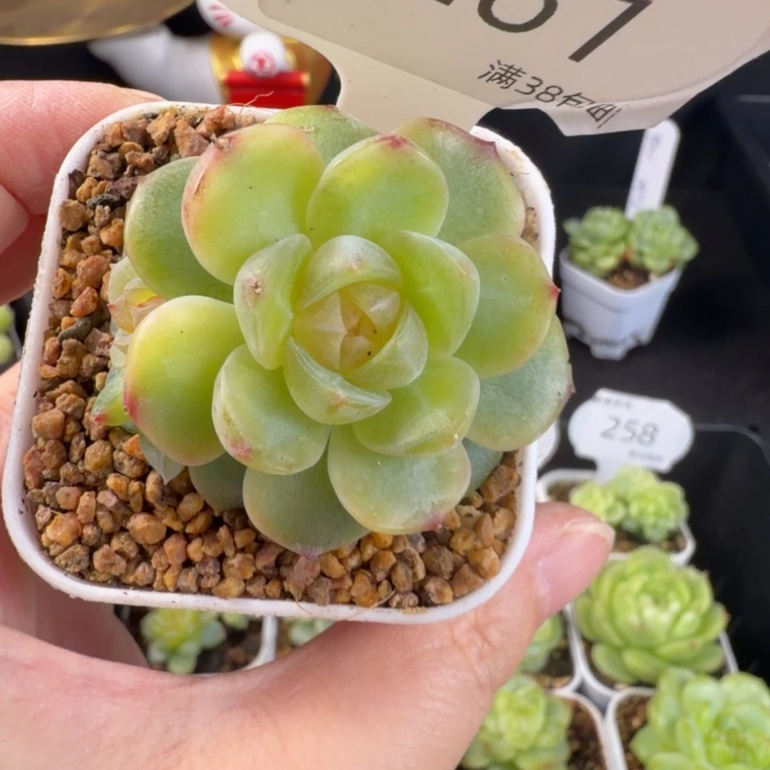 舒月双头一颗261号