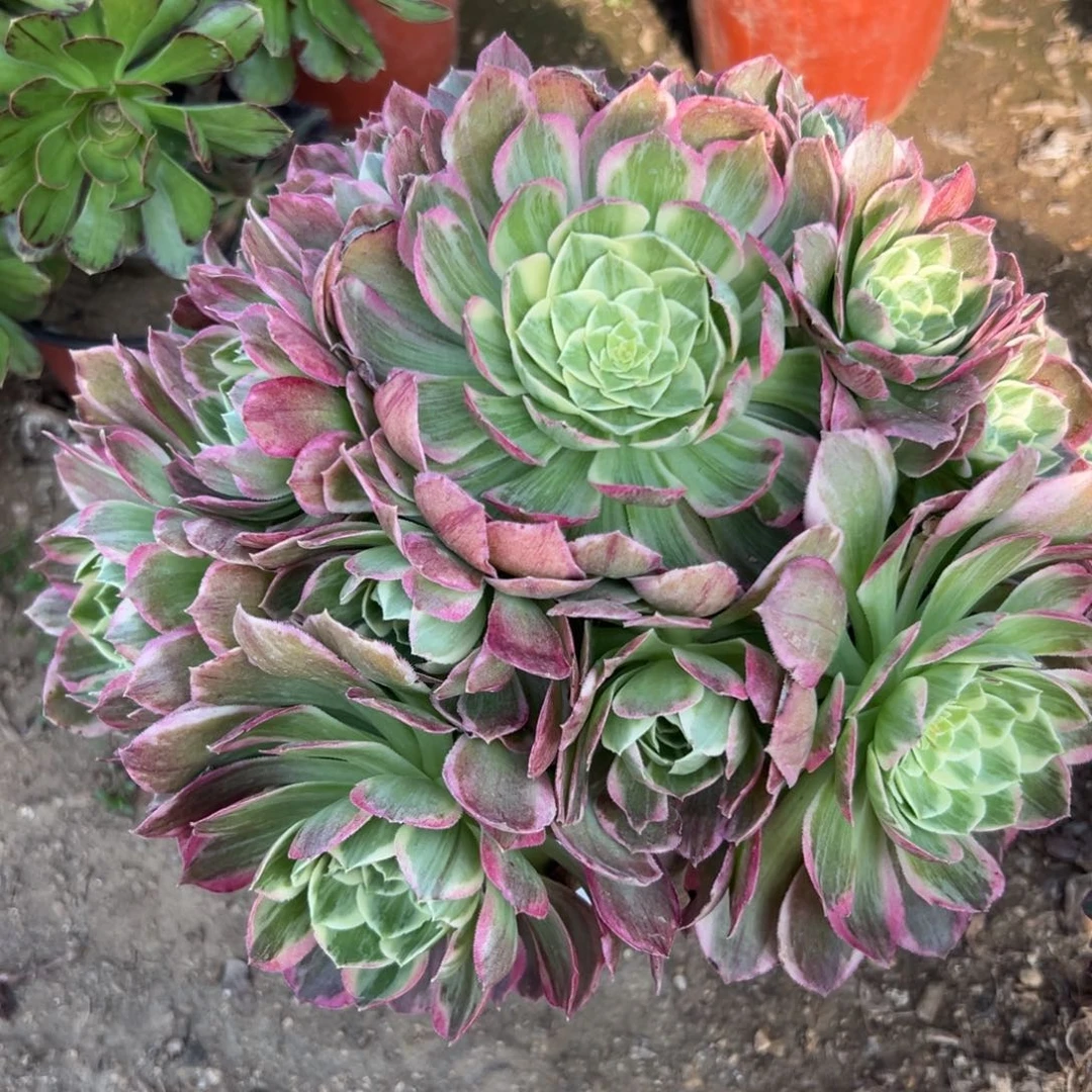 多肉植物莲花老庄