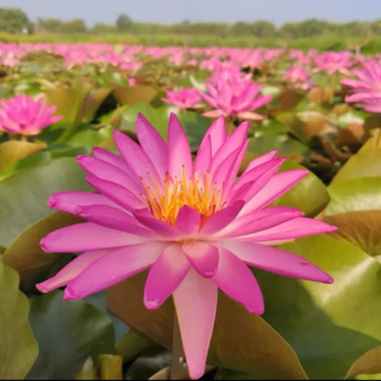 （热带之星）耐寒睡莲带花苞发货水培植物适合池塘鱼缸
