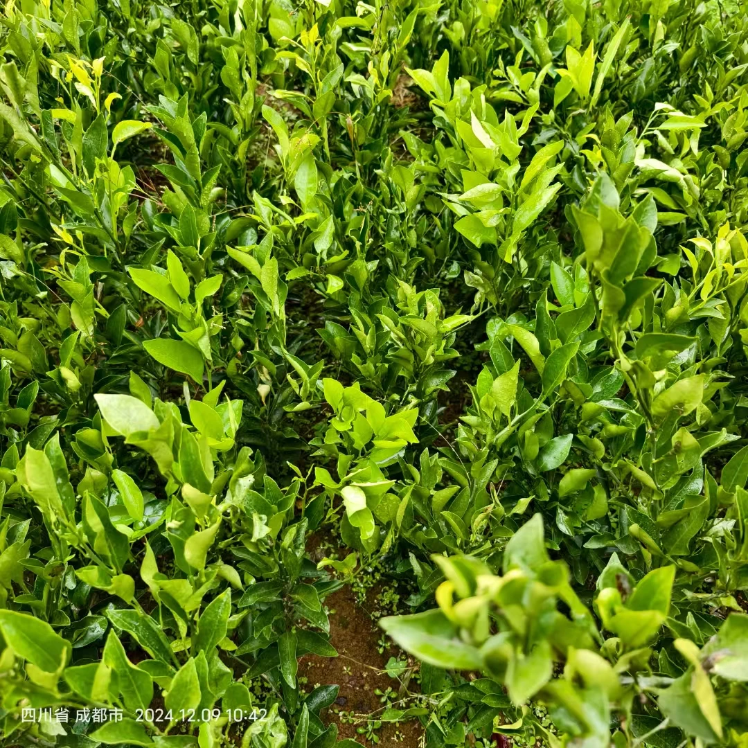 扣收件手机后四位数绿植南北种植【一物一拍】