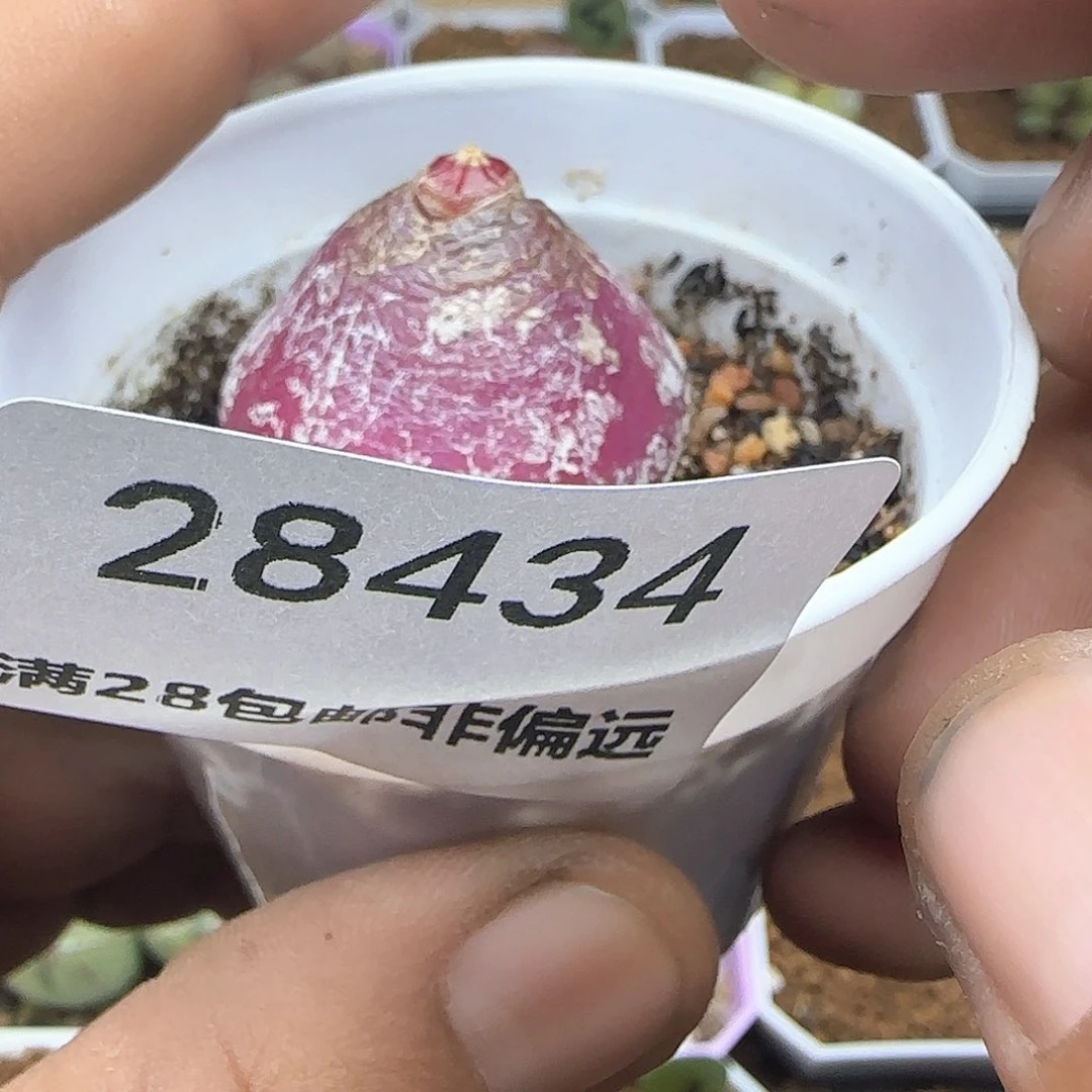 x*…脱土28包邮28434