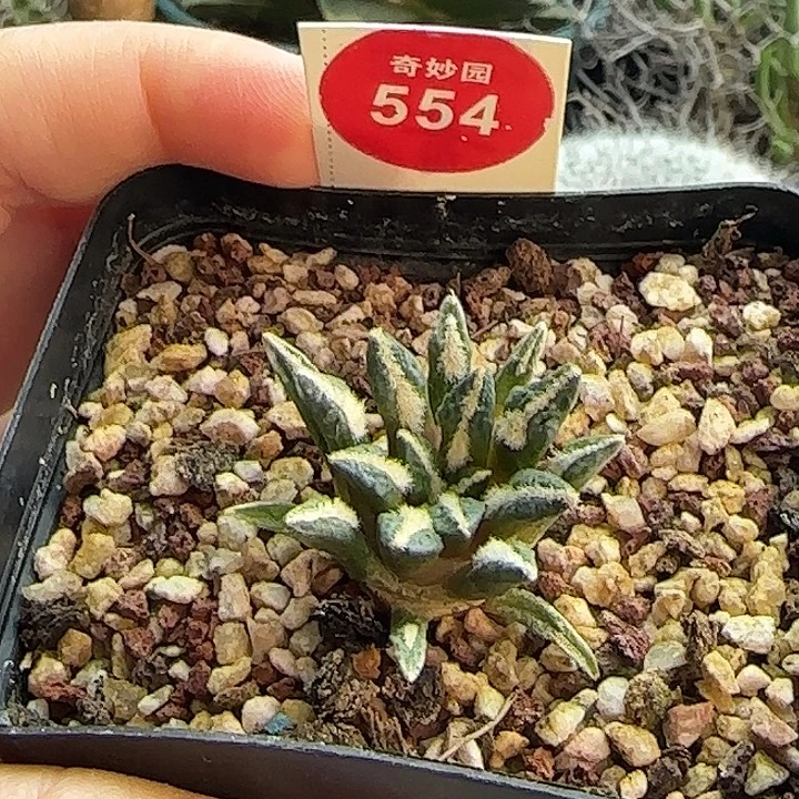 实生多毛黑牡丹一颗