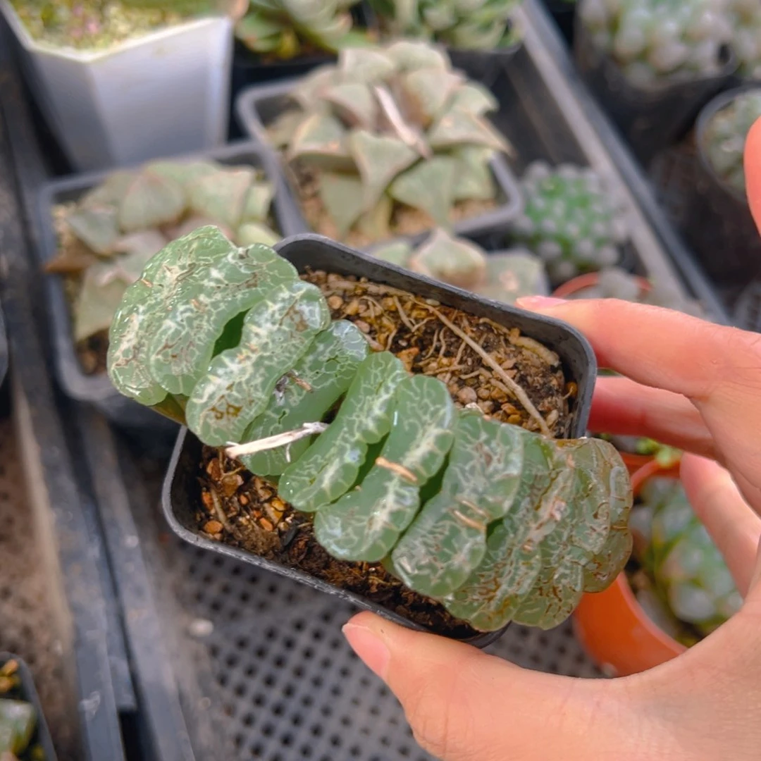 常乐玉扇多肉多肉一颗