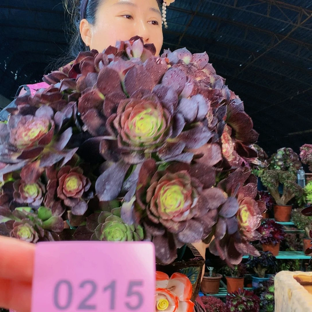 柒哥多肉不包侧断枝215