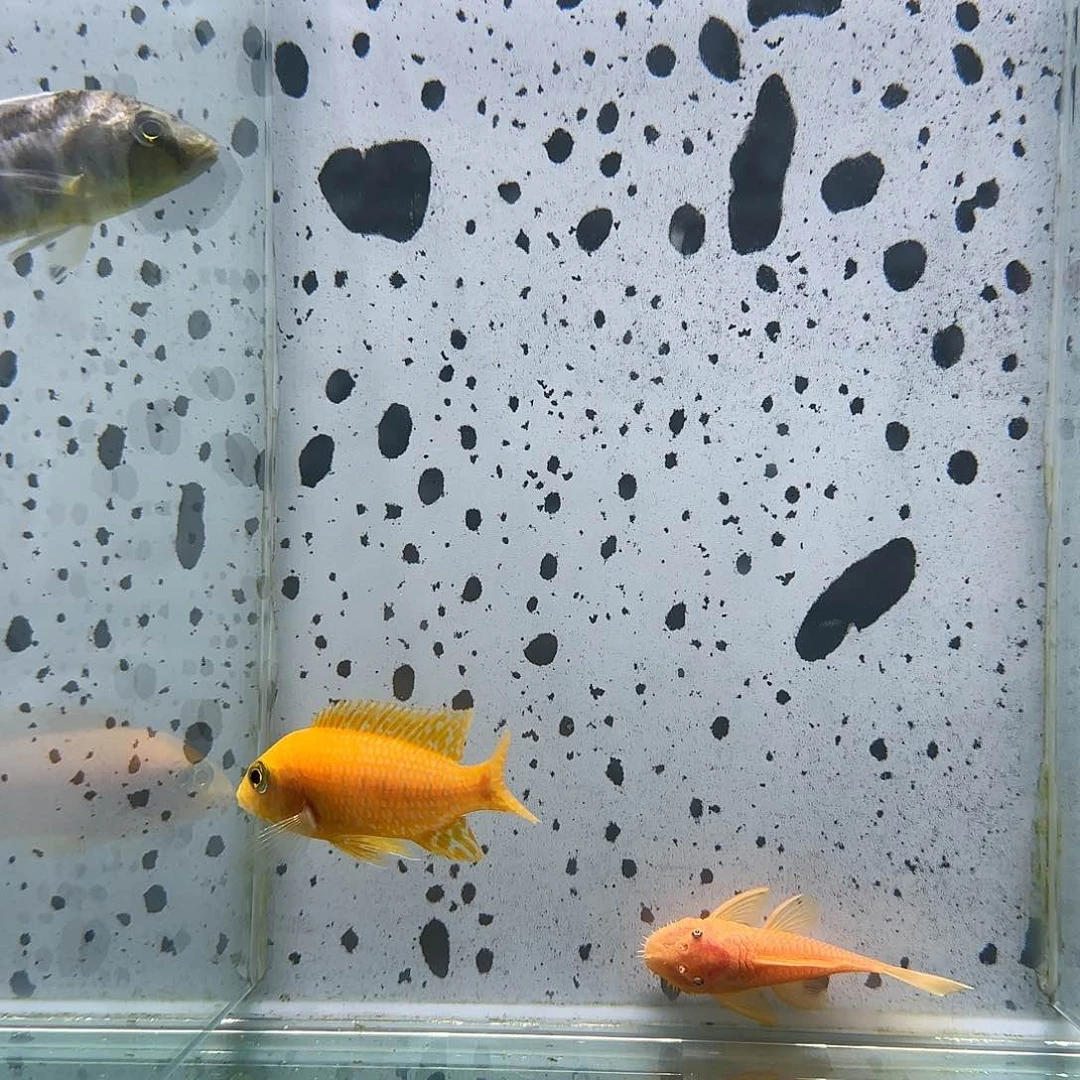 慈鲷C****n精品火焰红1103