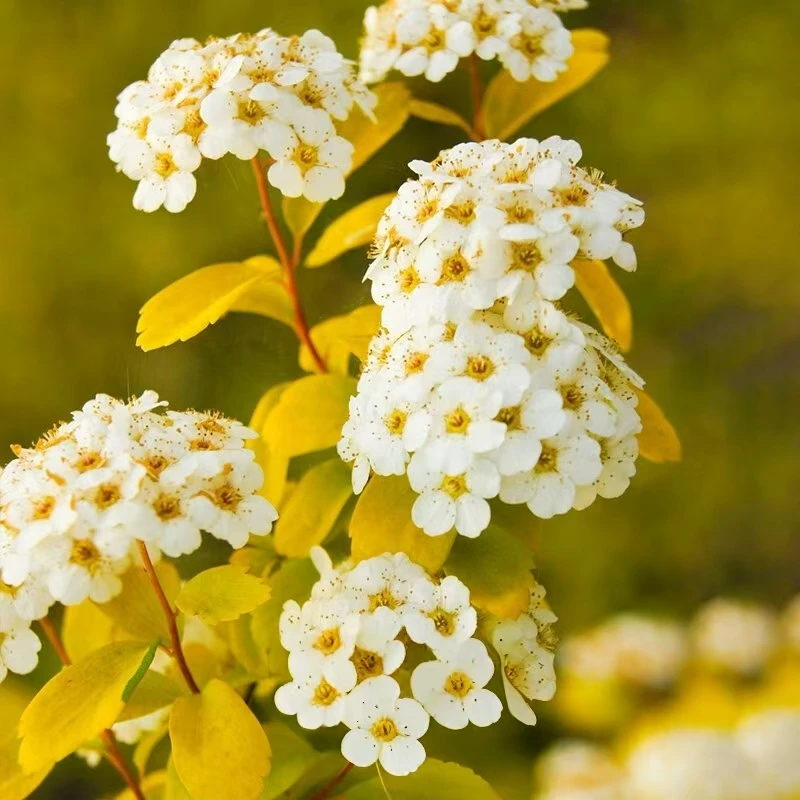 【黄金喷泉绣线菊】叶片金黄色春观花平时观叶秋季叶片变色原土原盆