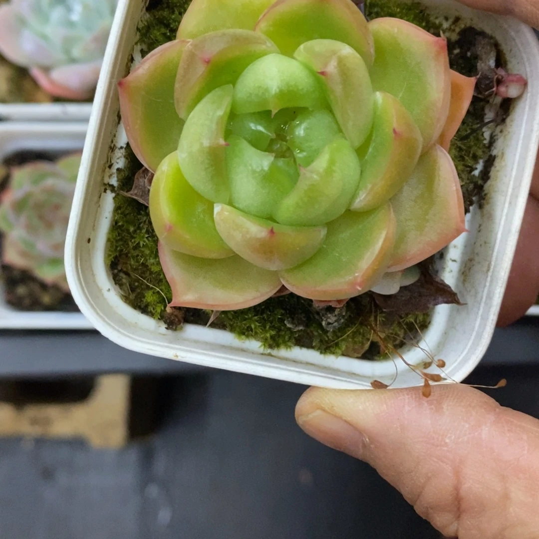 精品多肉一物一拍不包整174
