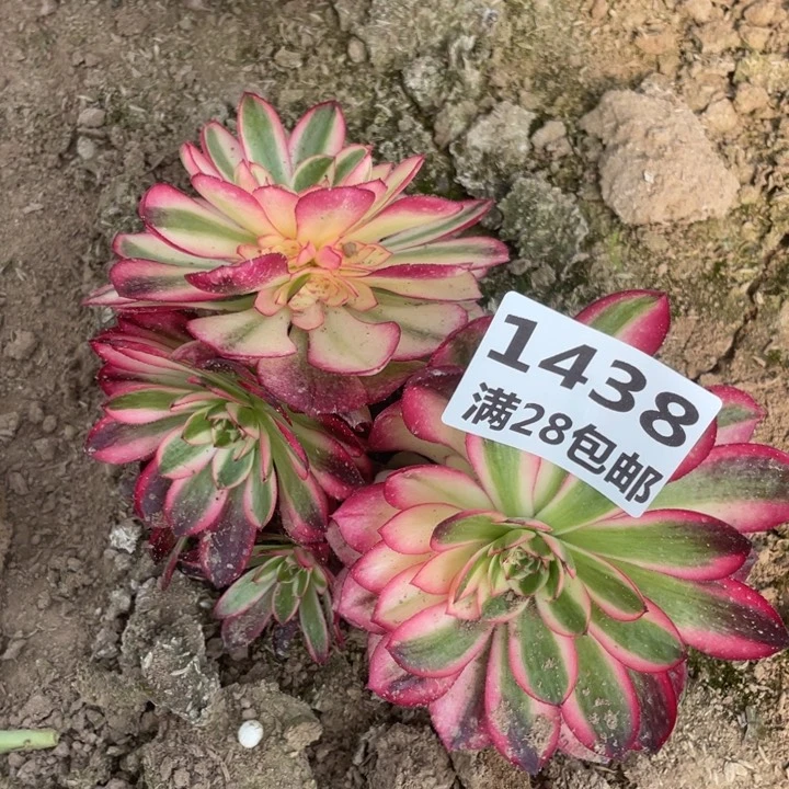 用****41438二号棚倾城母本F