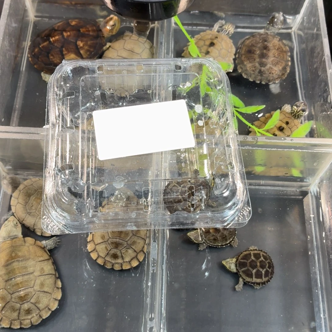 绿毛龟不分公母麝香