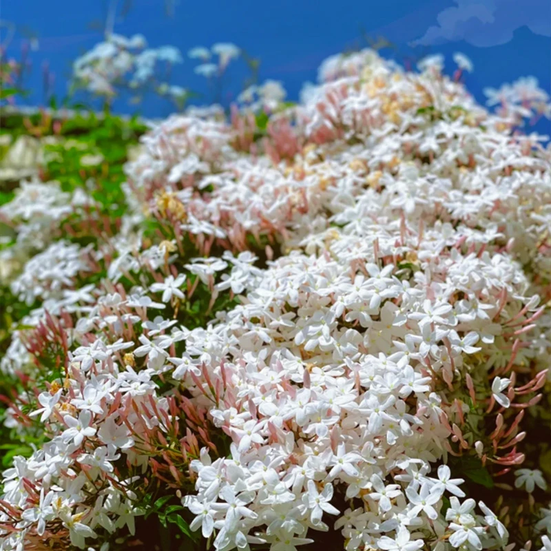 【2加仑大苗】多花素馨花苗盆栽 耐热耐寒爬藤爬墙带香味多年生好养