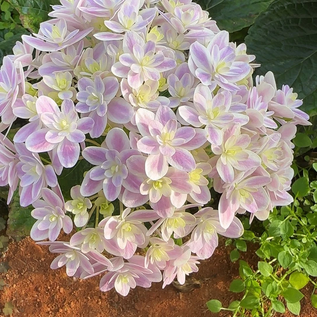 ****绣球切花一物一拍3枝起包邮，164