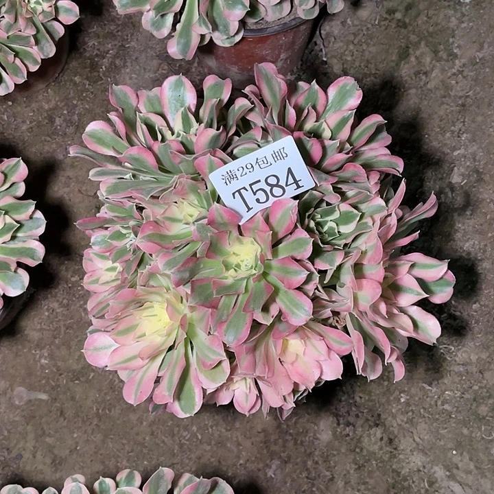 584白凤多肉植物