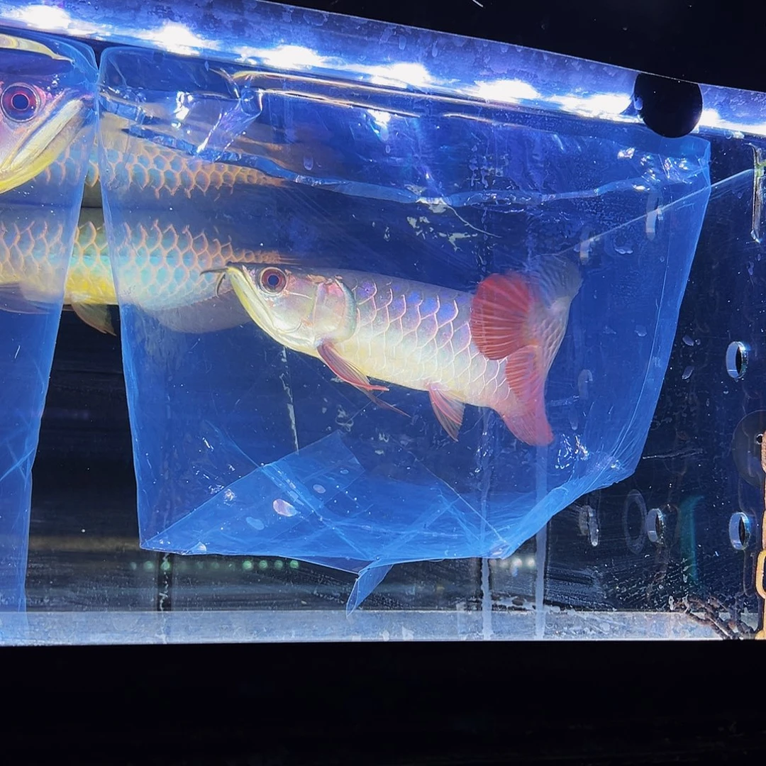 慕***斯海水鱼观赏鱼热带鱼金龙鱼
