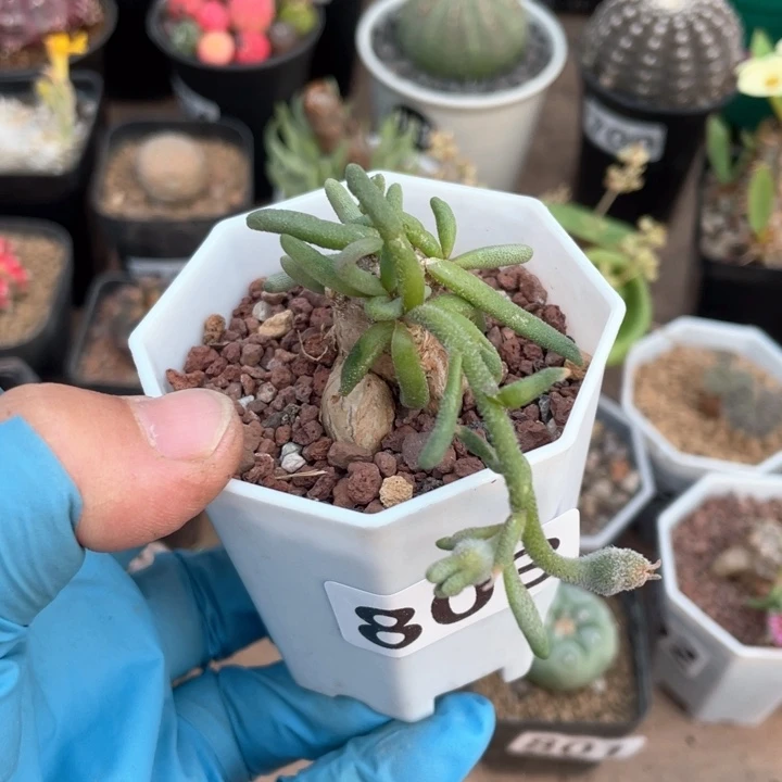 越*樾803淡青霜块根植物