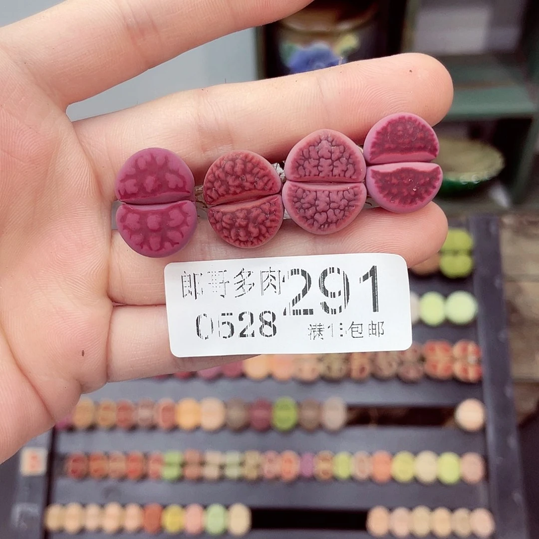 谧*i满18包邮0528-291