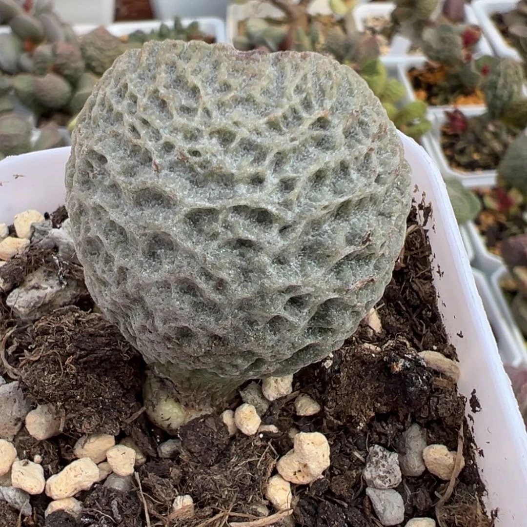 ****羽陨石熔岩实生新品大苗多肉植物