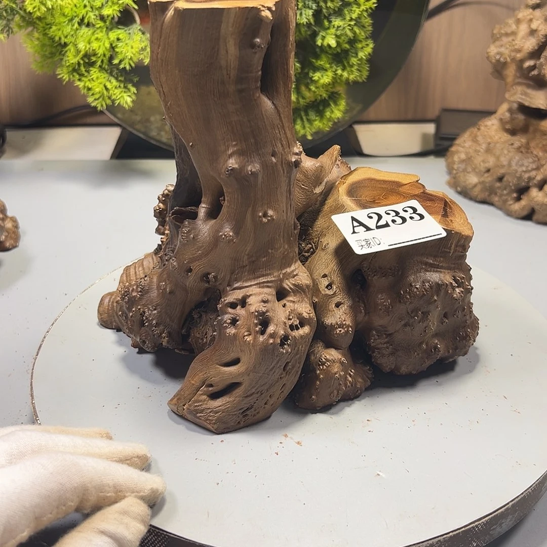 大果紫檀（缅甸花梨）@**@