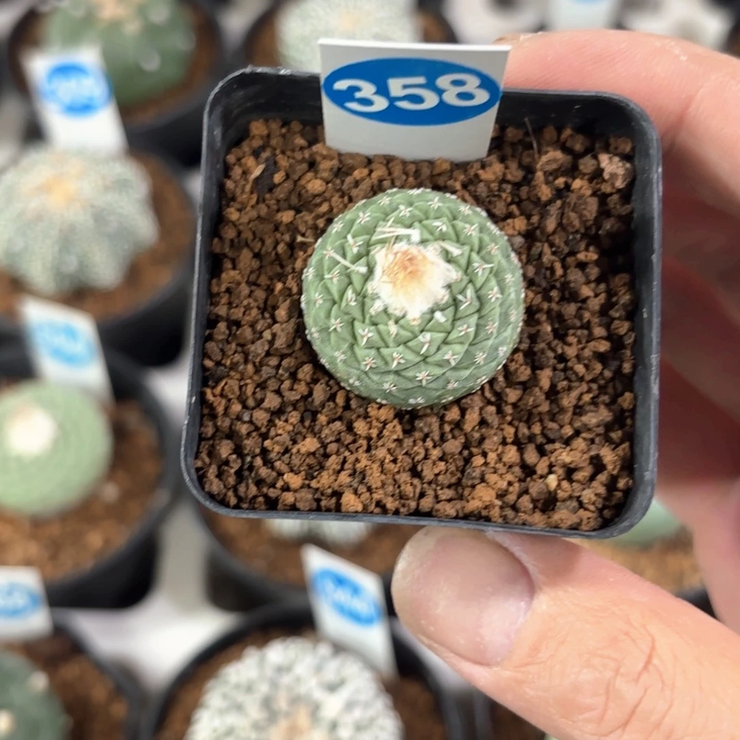 358实生菊水带盆带土