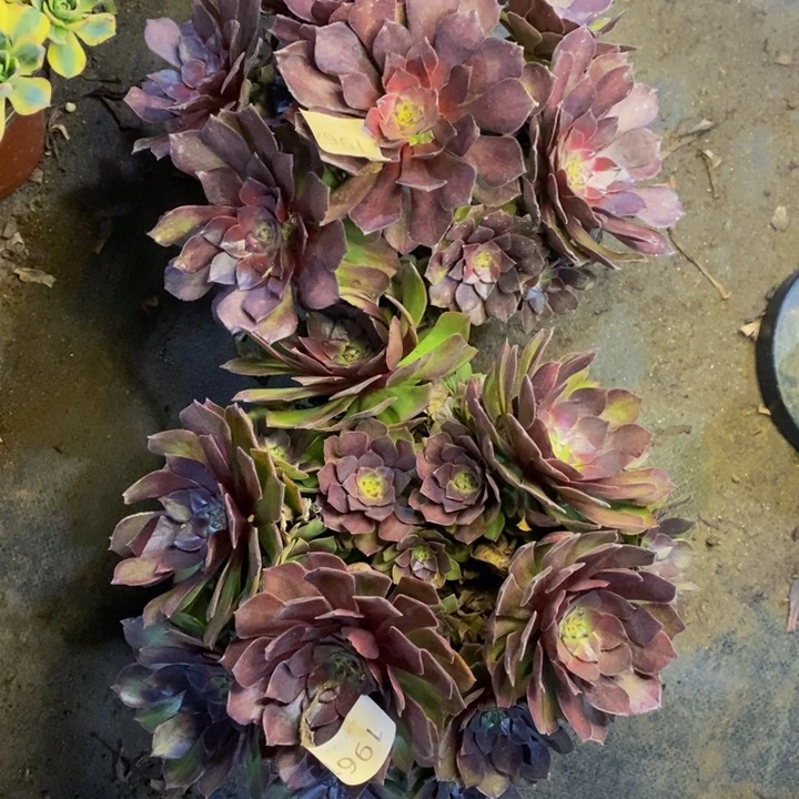 两盆多肉断头不包1964