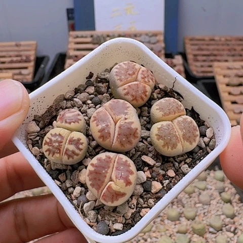 2063丽虹奔组合脱土发货