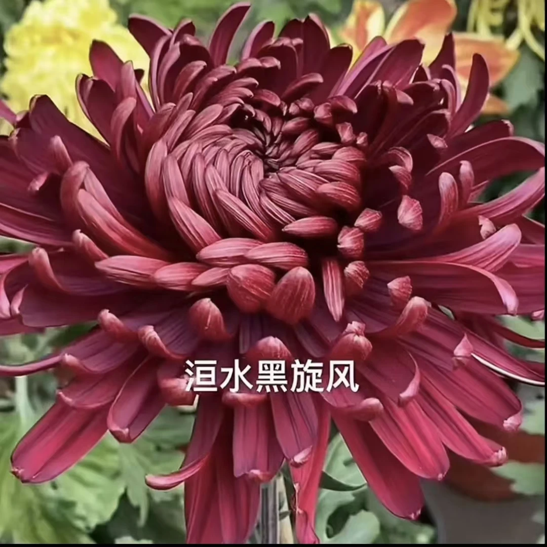【黑旋风】菊花盆栽大花型九月菊墨菊系列 好看好养多年生宿根植物