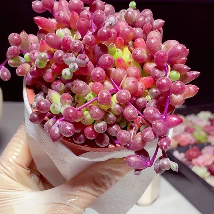 紫玄月化1颗带盆发货