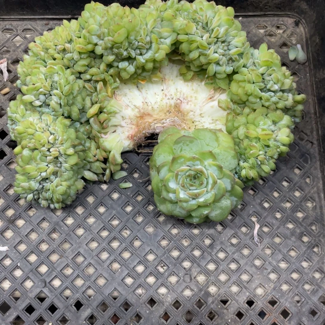黄底糯心冰魄缀化实生