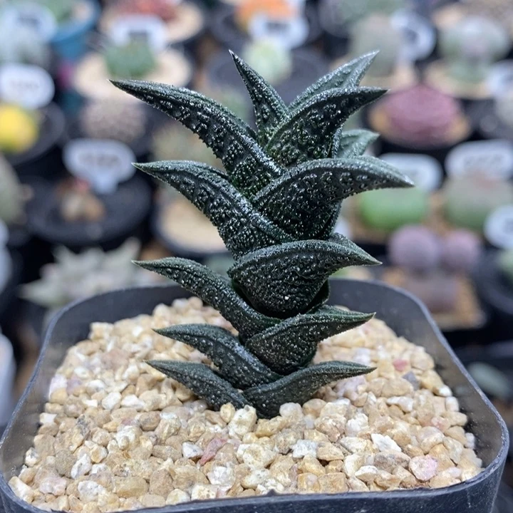 精品硬叶尼古拉52号4cm