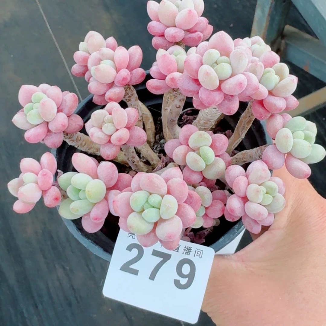 鱼子酱群生整装无砍