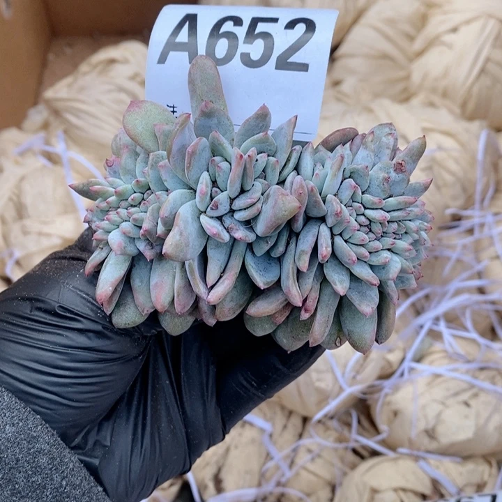 652 石榴籽缀哇哇哇哇