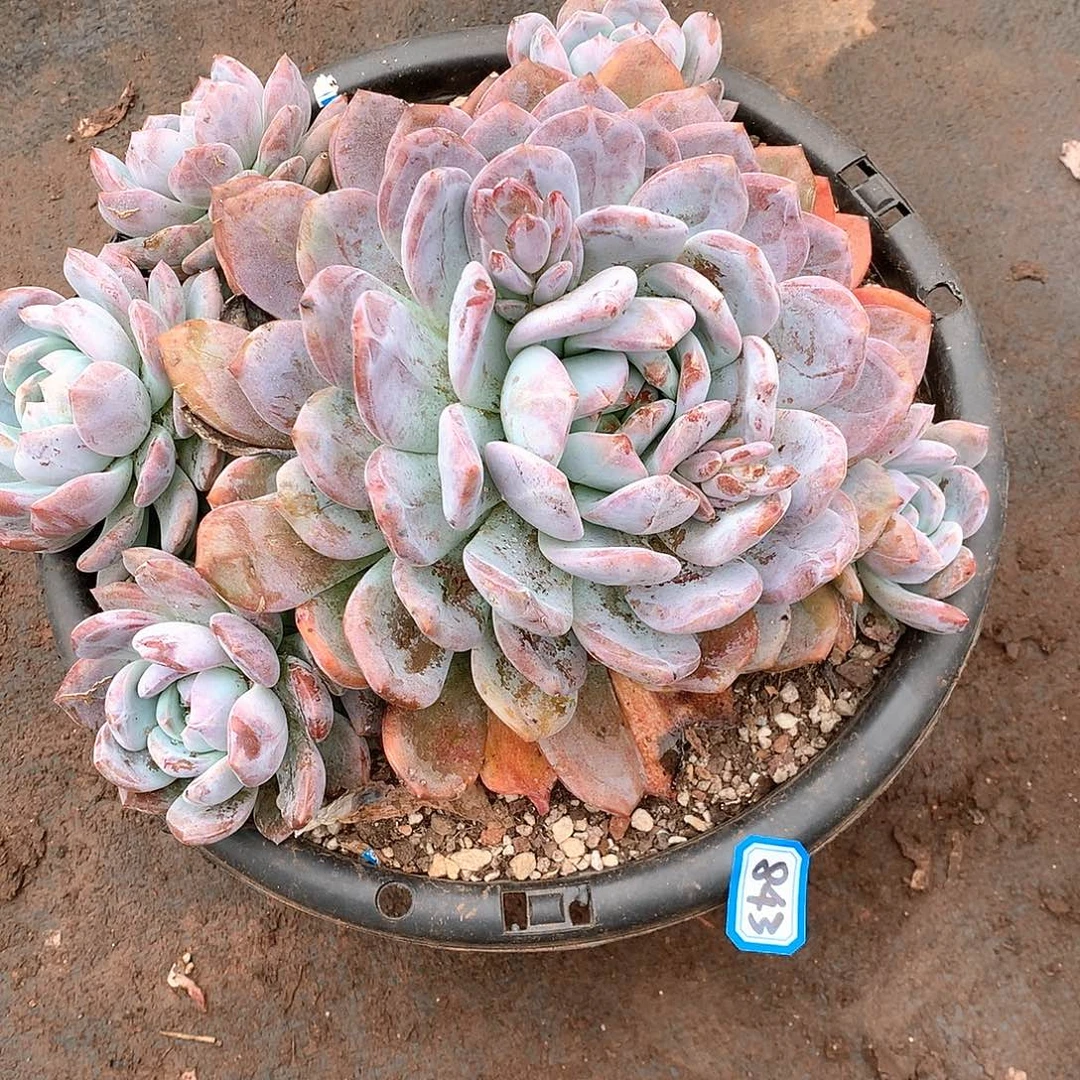 843橙子 一物一拍多肉