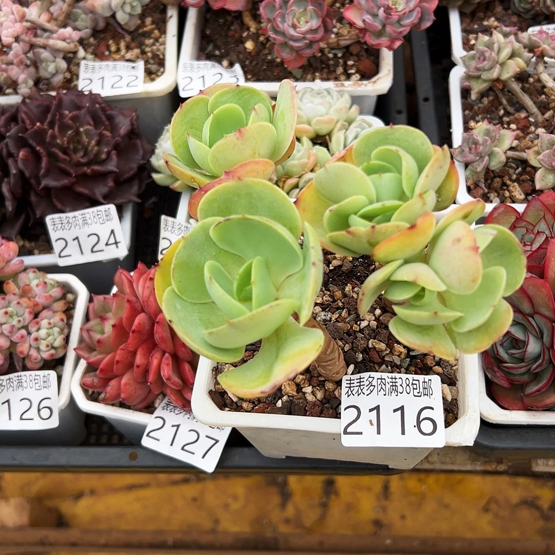 多肉一物一拍植物2116