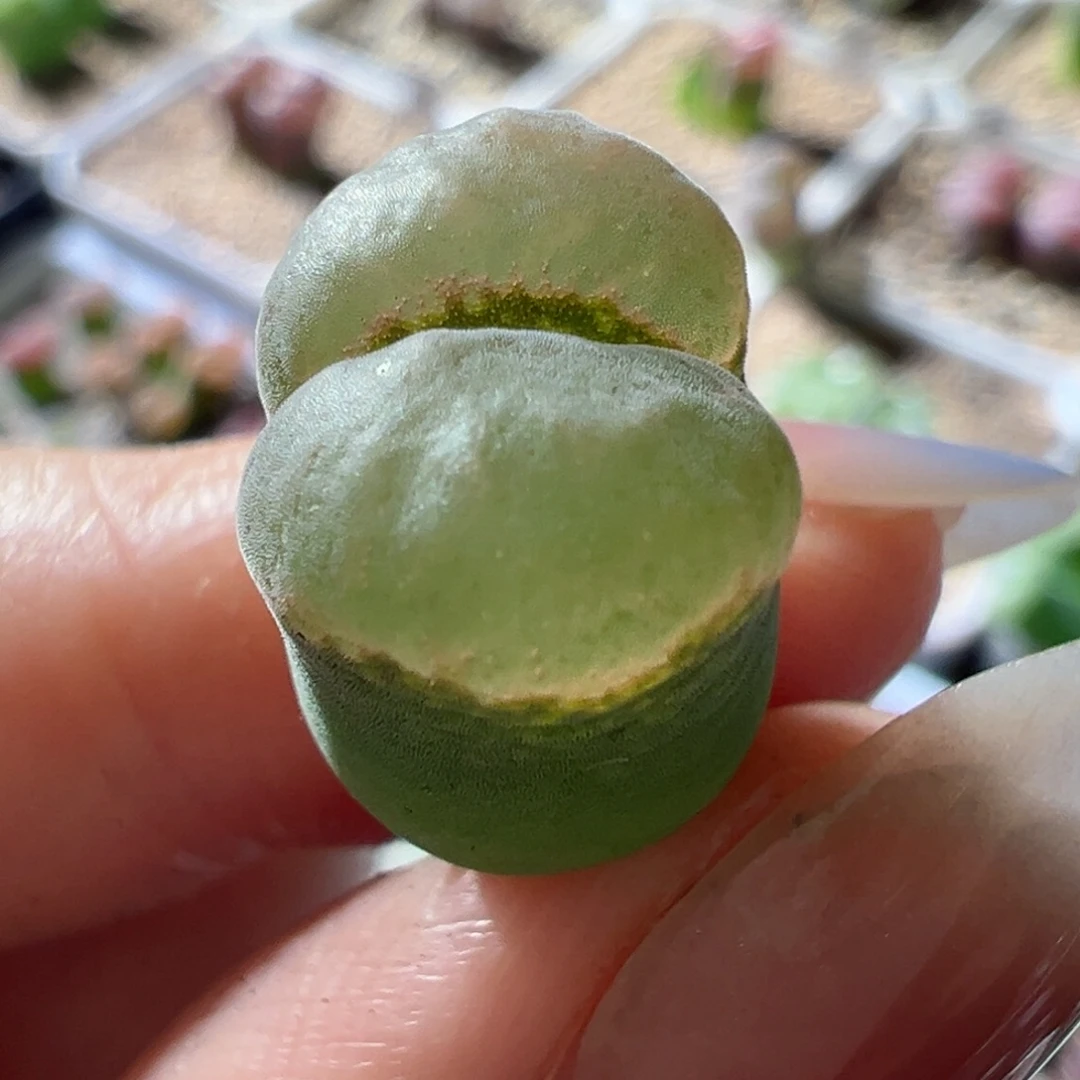 慢***拍矮胖 白窗。