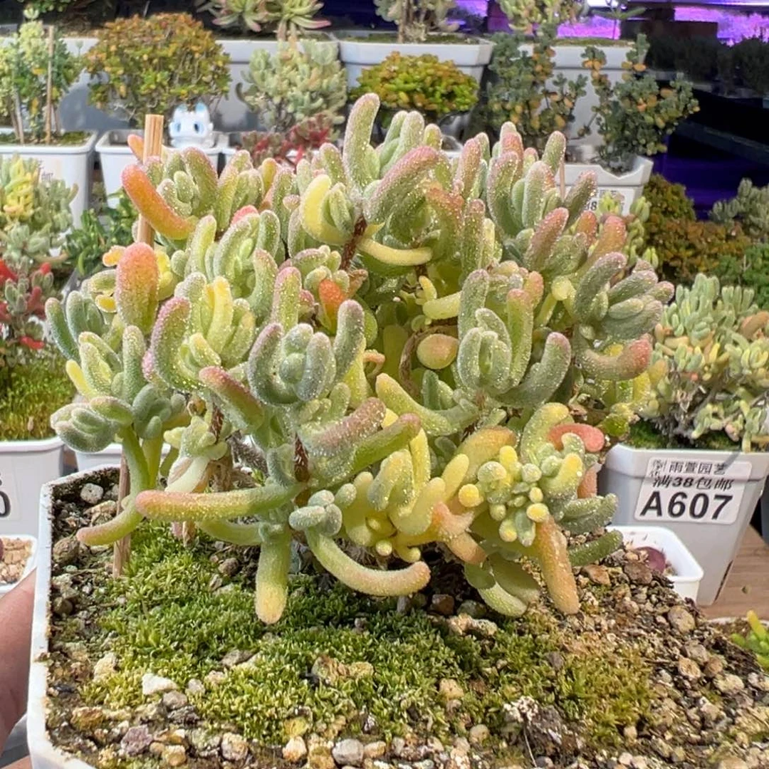 28-735十方盆老桩橙叶白锦黄锦双色锦