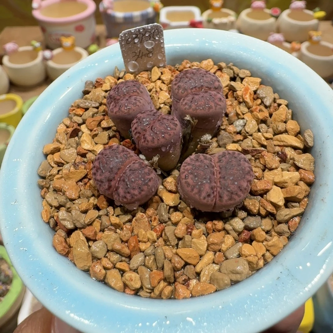 蘑菇1219紫折榴多肉植物