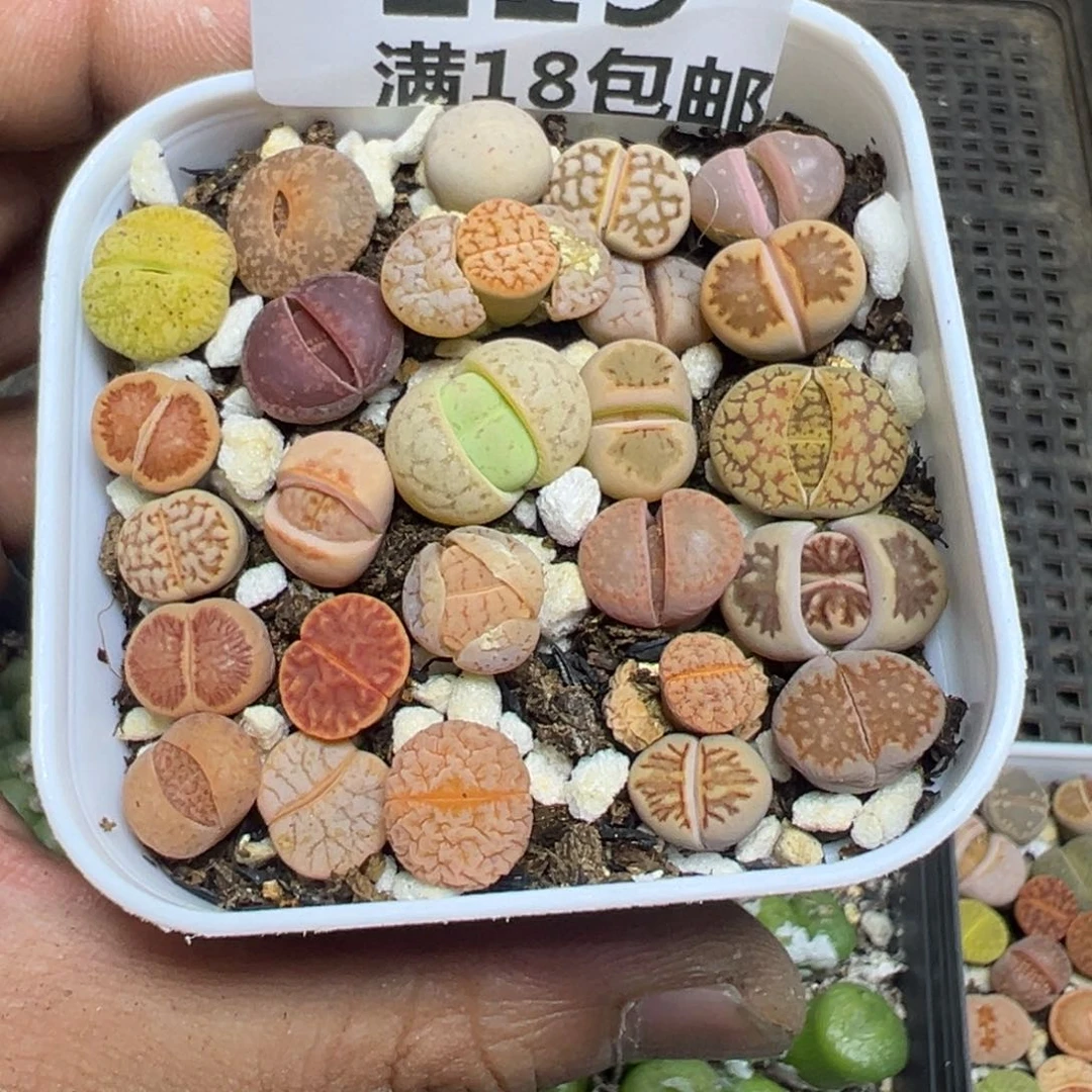 【闪购商品】 219。