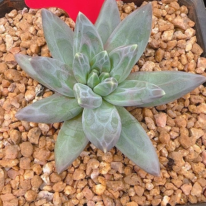 小***猪娜美美人368多肉植物