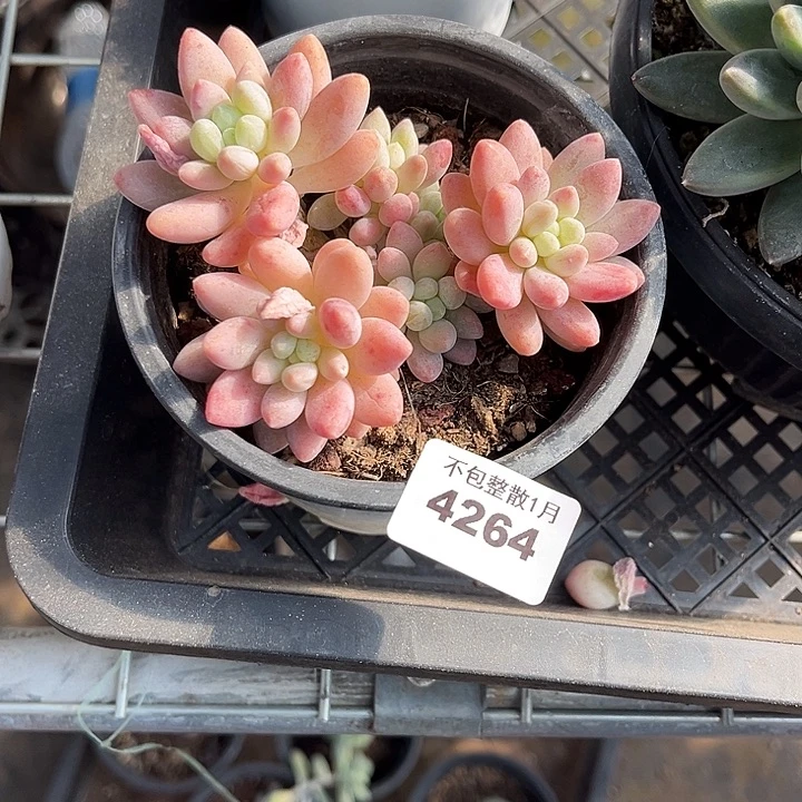 阿雅园艺。       4264粉玉团子