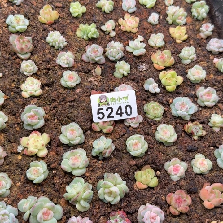 唐***糖多肉植物多肉植物