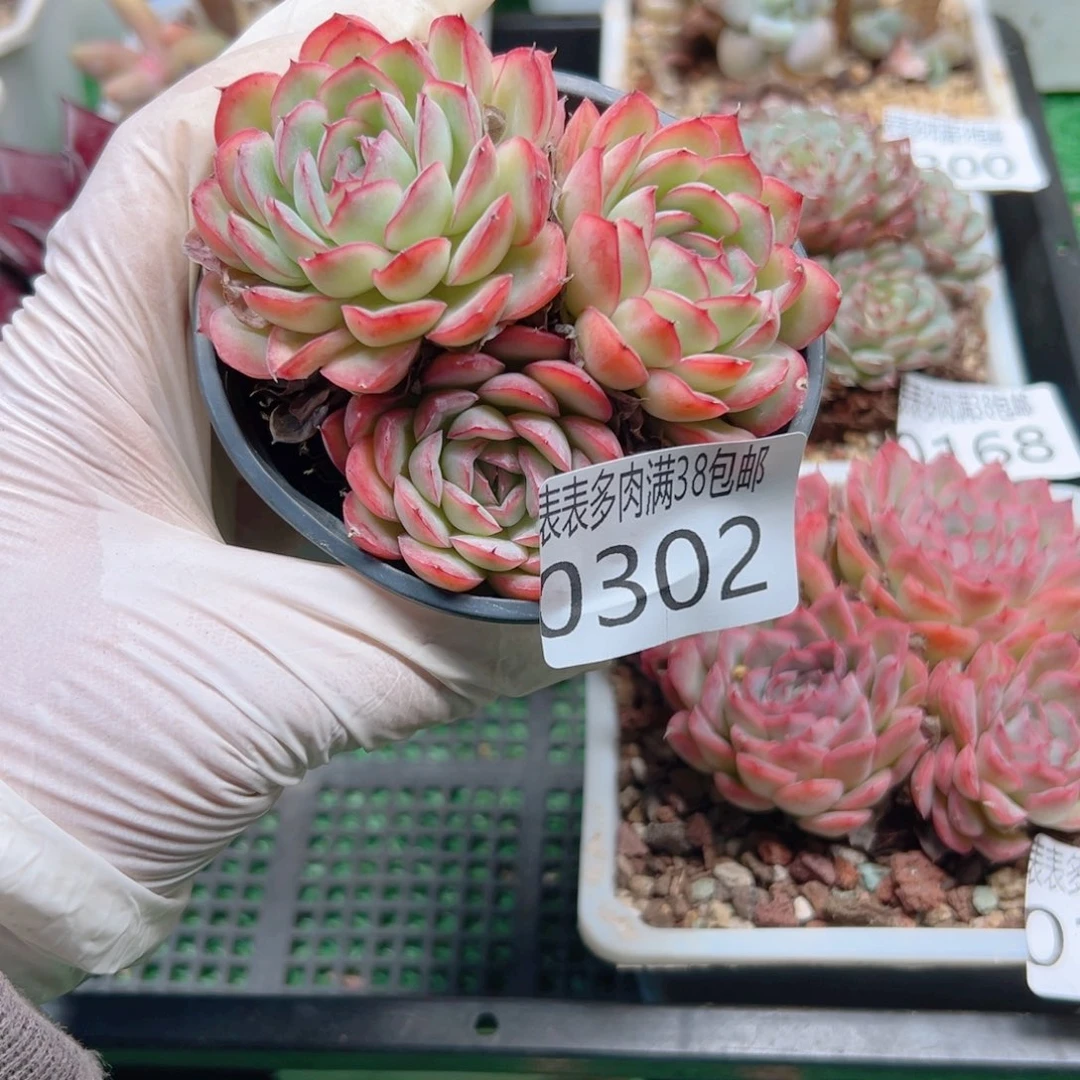 多肉一物一拍植物0302