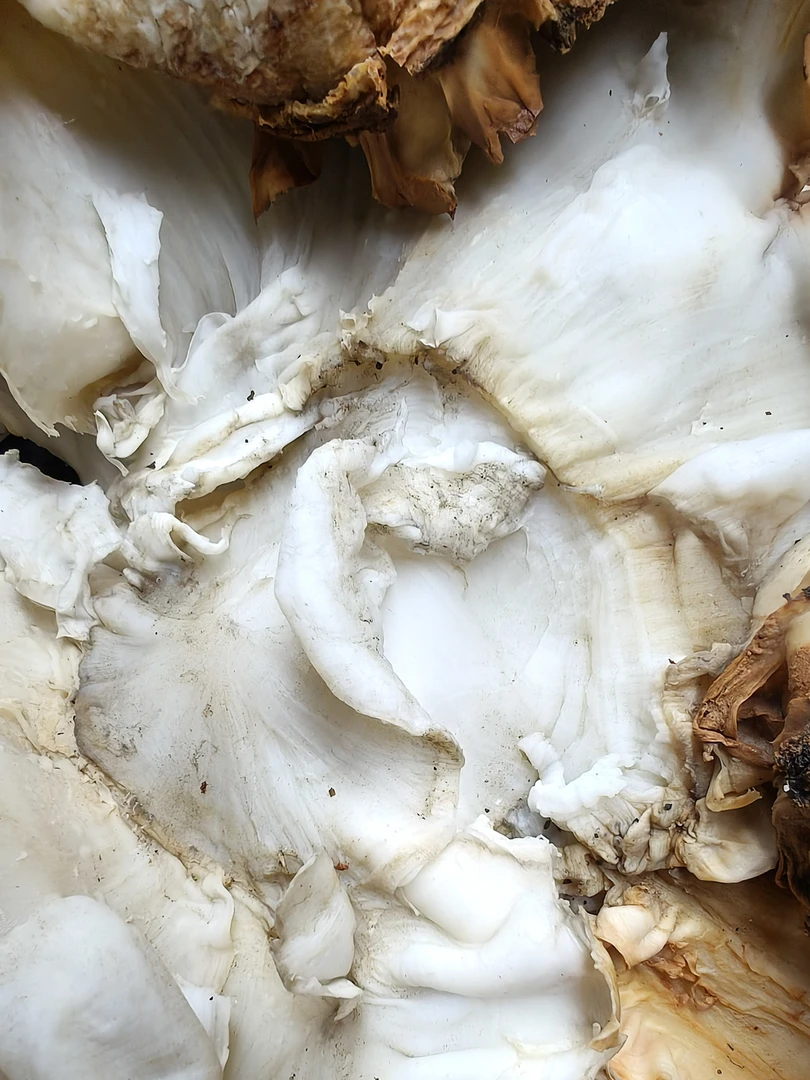 500克肉丝太岁头顶皮完整一大块多活化石摆件