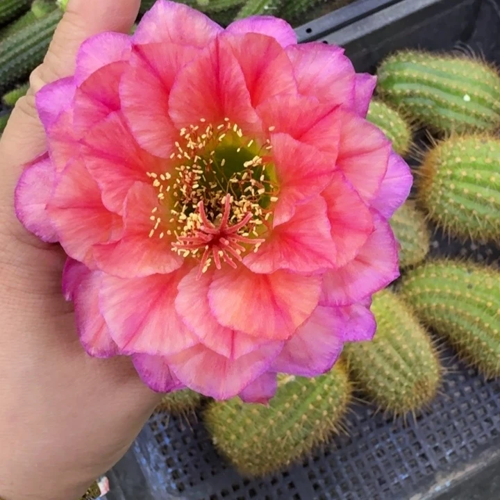 365毛立夏歪无根侧牙4公分左右爱掉刺