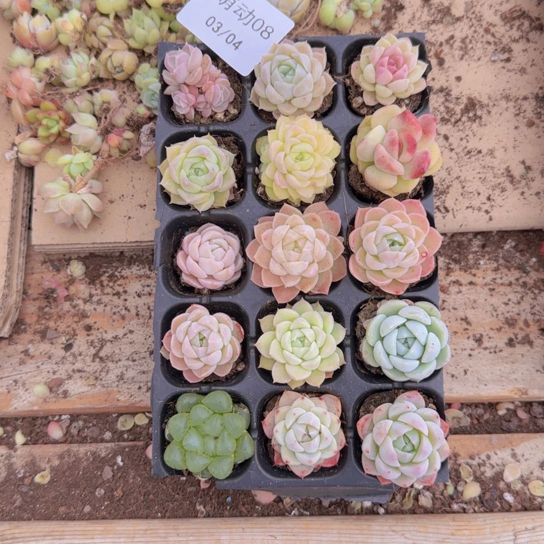 直播一物一拍多肉08