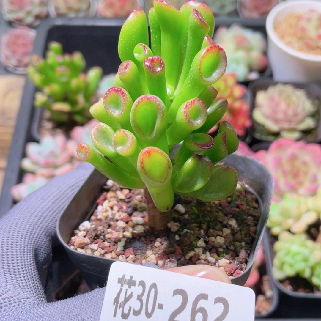 花利美30-262吸财树