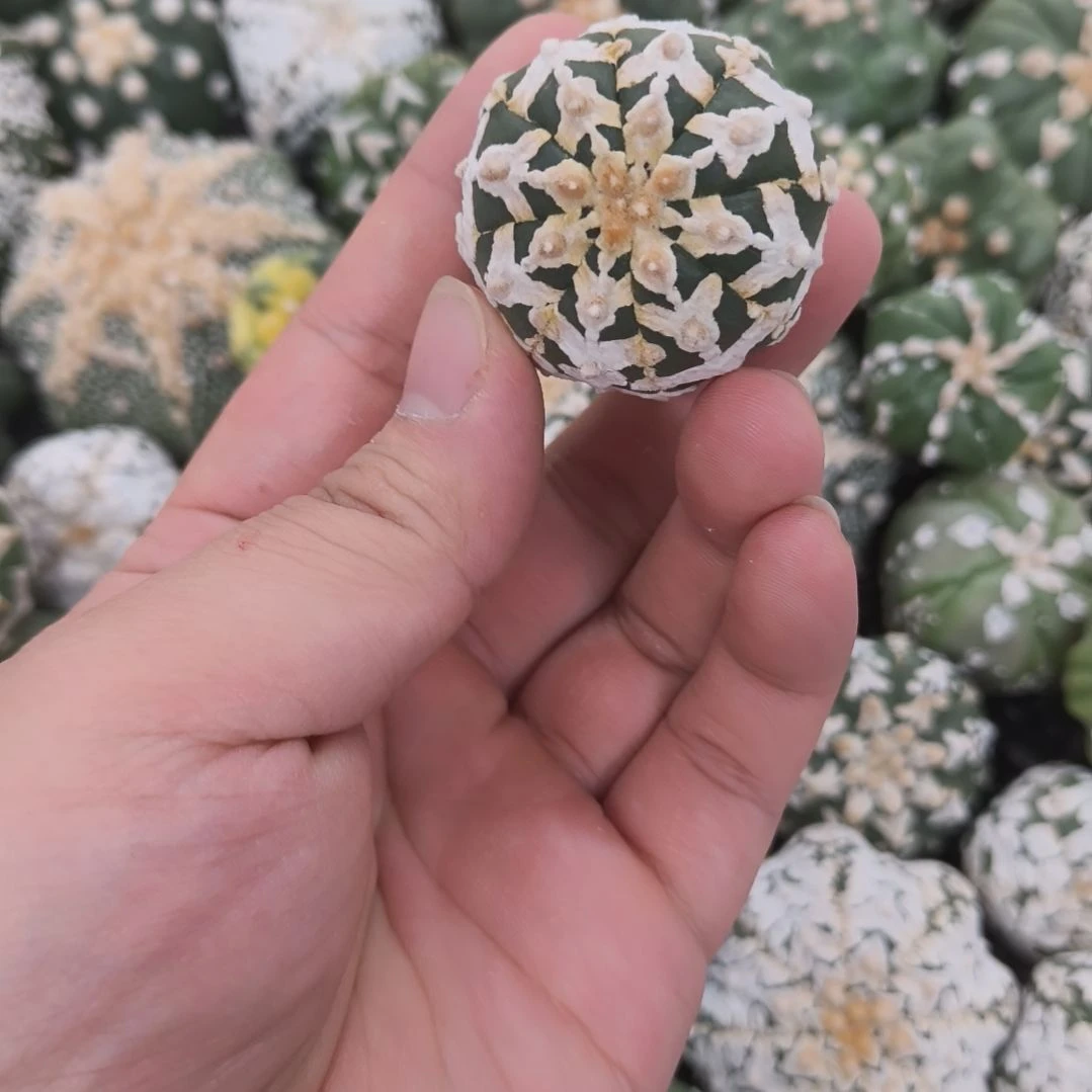 连线箭头宽v小柱子V兜