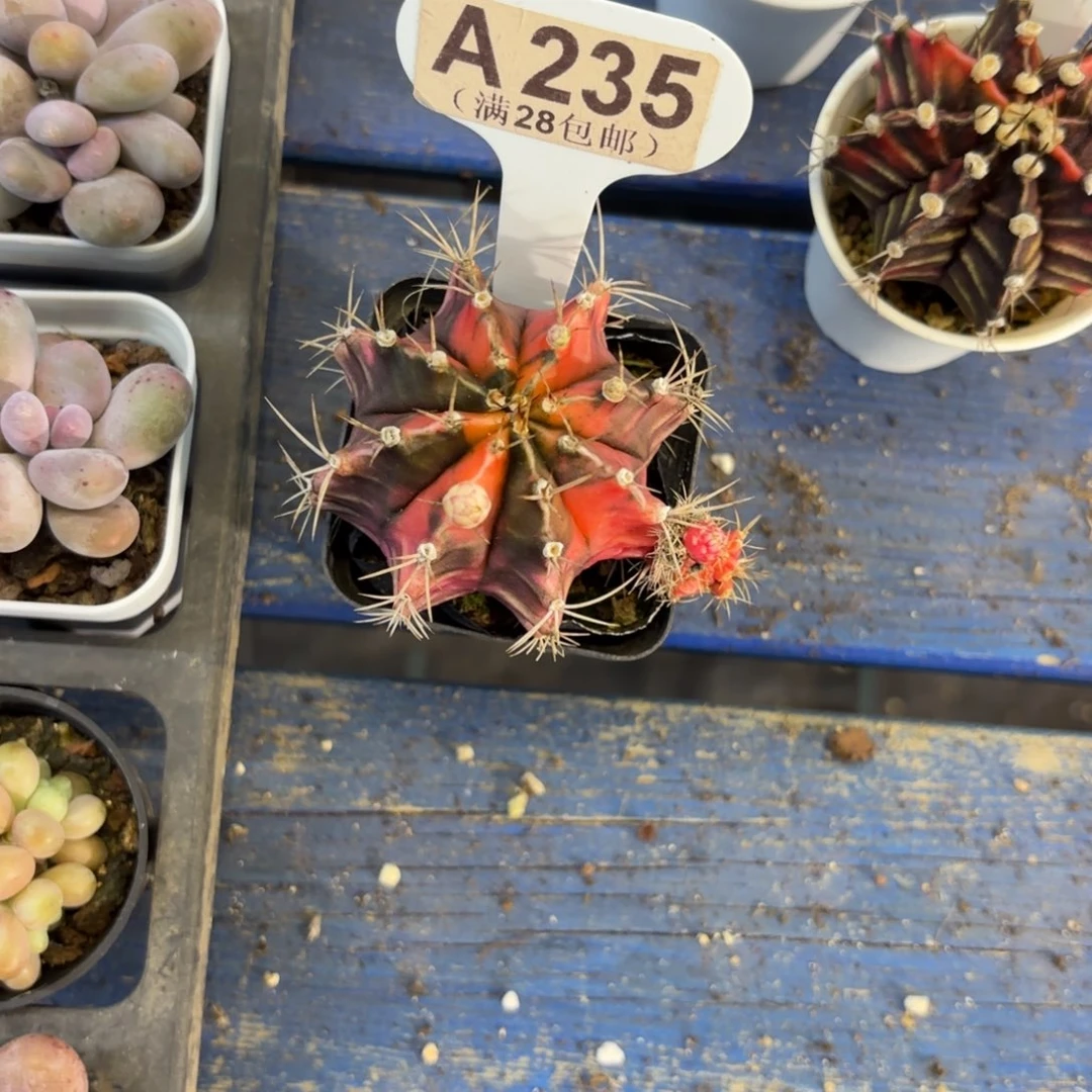 A235牡丹斤一物一拍