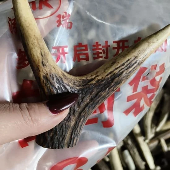 H***9鹿角鹿角鹿角鹿角鹿角鹿角