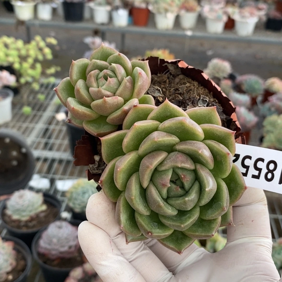 18552白玫瑰一物一拍